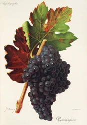 Uva Bourrisquou de J. Troncy