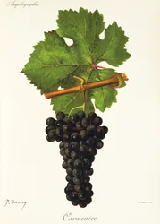 Uva Carmenere por J. Troncy