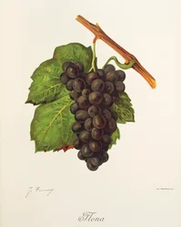 Uva flona de J. Troncy