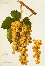 Uva Nebelescol de J. Troncy
