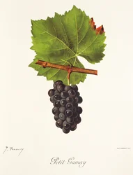 Uva Petit Gamay por J. Troncy