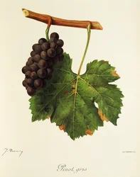 Uva Pinot Gris por J. Troncy