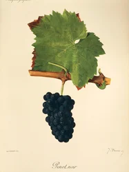 Uva Pinot Noir por J. Troncy