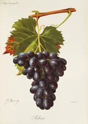 Uva Ribier por J. Troncy