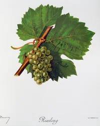 Uvas Riesling por Jules Troncy de Ampelographie, Traite general de viticulture (Ampelografía, Tratado general de viticultura), vol. II, por Pierre Viala (1859-1936) y Victor Vermorel (1848-1927), París