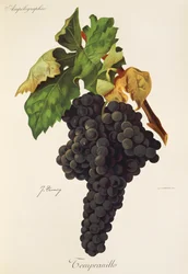 Uva Tempranillo por J. Troncy