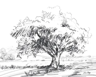 Dibujo rústico de un árbol