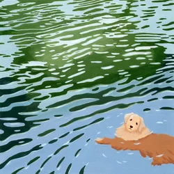 Un golden retriever nadando