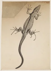 Lagartija