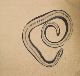 Gusano de la avellana