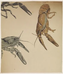 Bocetos de cangrejos de río