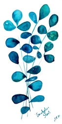 Hojas de eucalipto azul
