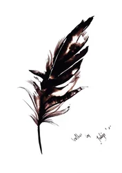 Estudio de una pluma elegante
