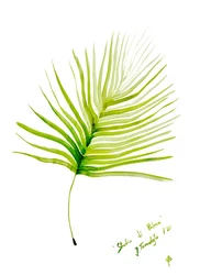 Acuarela de hoja de palmera verde