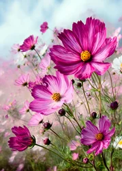 Cosmos rosa intenso