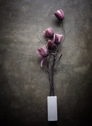 Tulipanes morados melancólicos