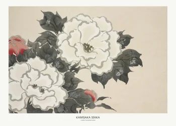 Flores de Momoyogusa