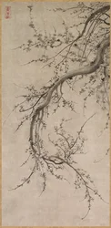 Prunus, siglo XVII