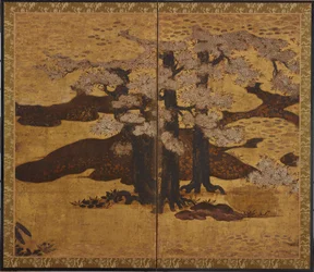 Cerezos en flor, período Edo, ca.1580-1635