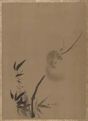 Ardilla en Bambú
