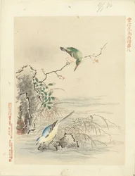 Martín pescador que mira el pájaro por el agua Bocetos de flores y pájaros de Kano Tsunenobu (título de la serie) Kano Tsunenobu kacho gafu (título de la serie en el objeto)