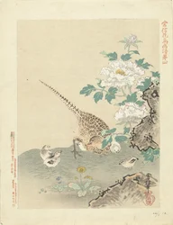 codorniz con pollitos Bocetos de flores y pájaros de Kano Tsunenobu (título de la serie) Kano Tsunenobu kacho gafu (título de la serie en el objeto)