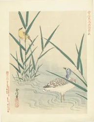 Pájaro acuático mirando pájaro cantor amarillo Bocetos de flores y pájaros de Kano Tsunenobu (título de la serie) Kano Tsunenobu kacho gafu (título de la serie en el objeto)