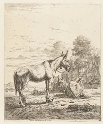 Mula con campana en cabestro y dos burros acostados