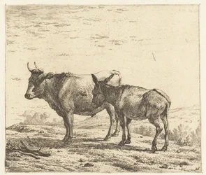 buey y un burro