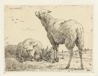 dos ovejas
