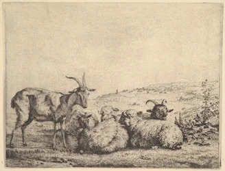 Dos cabras y tres ovejas