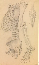 Columna vertebral con caja torácica y pelvis, perfil hacia la izquierda; además, huesos de una pierna izquierda desde la cadera hasta la punta del pie y detalle de una rodilla. (1662?)