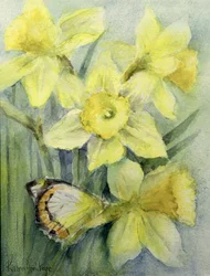 Mariposa Delias Mysis (Union Jack) en narcisos