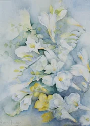 Freesia Eldus, gigante blanca