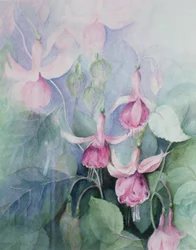 Fucsia, cochero rosa