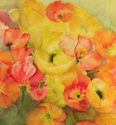 Amapolas islandesas Nudicaule