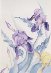Iris, Mare azul