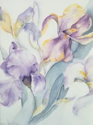 Iris mixtos, Ola Kale y Mary Todd
