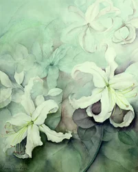 Lirios, Auratum blanco