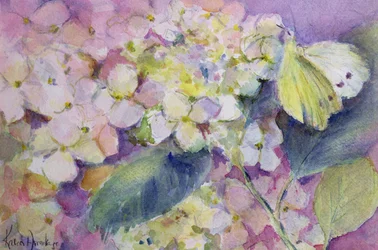 Mariposa amarilla pálida, Colias Hyale en hortensia
