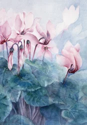 Ciclamen Rosa Pseudibericum