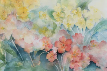 Polyanthus, Híbridos Mixtos