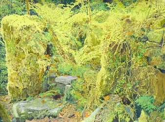 Paredes cubiertas de vegetación