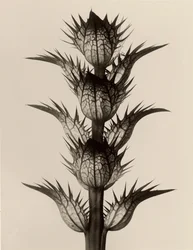 Acanto mollis