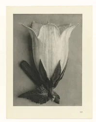 Estudios de plantas Arquetipos del arte: imágenes fotográficas de plantas (título de la serie)