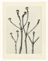 Estudios de plantas Arquetipos del arte: imágenes fotográficas de plantas (título de la serie)