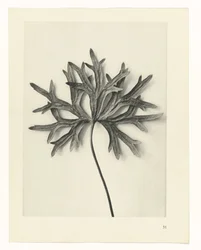 Estudios de plantas Arquetipos del arte: imágenes fotográficas de plantas (título de la serie)