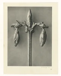 Estudios de plantas Arquetipos del arte: imágenes fotográficas de plantas (título de la serie)
