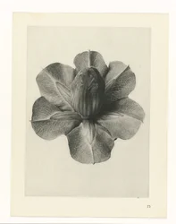 Estudios de plantas Arquetipos del arte: imágenes fotográficas de plantas (título de la serie)