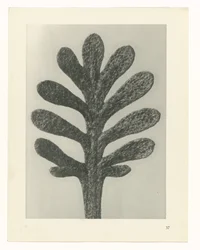 Estudios de plantas Arquetipos del arte: imágenes fotográficas de plantas (título de la serie)